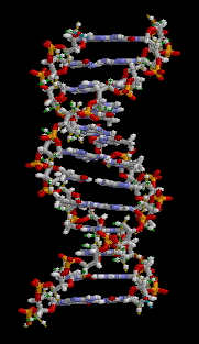 DNA_animation1